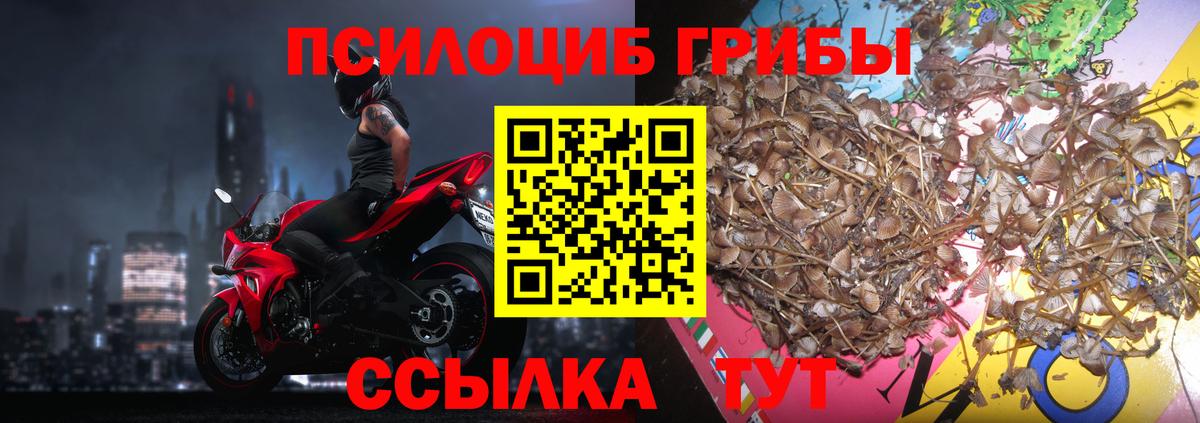 Псилоцибиновые грибы Cubensis Дубна